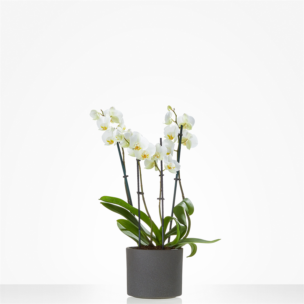 Witte orchidee incl. pot
