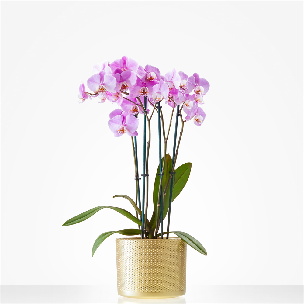 Orchidee incl. pot